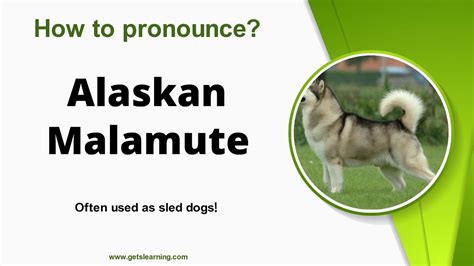 alaskan malamute pronunciation|how do you say malinois.